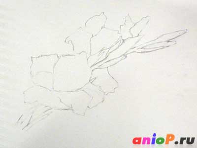 Gladiolus Рисуване с молив - уроци по рисуване моливи и пастели