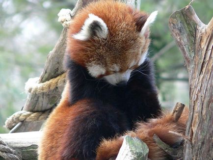 Червената панда снимка звяр