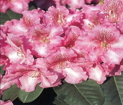 Rhododendron - засаждане и грижи, фото растения