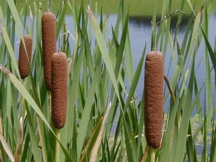 папур снимка, описание и характеристики на растенията (cattails, че това растение) Папур снимки, описание и характеристики на растения