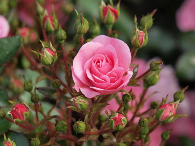 Rosa История и описание на цветето - цвете енциклопедия (описание) Rosa История и описание на цветето - Цветя Енциклопедия