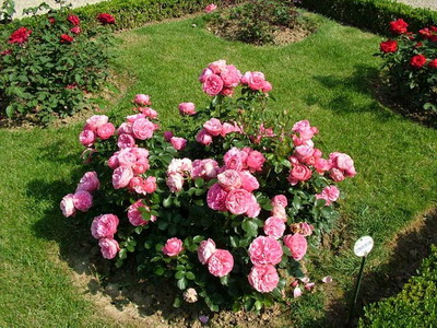 Rosa История и описание на цветето - Цветя Енциклопедия