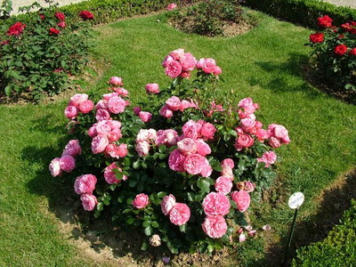 Rosa История и описание на цветето - Енциклопедия цветя (цвете) Rosa История и описание на цветето - Цветя Енциклопедия
