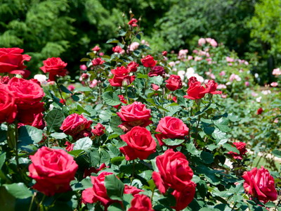Rosa История и описание на цветето - Енциклопедия на цветове (цветове) Rosa История и описание на цветето - Цветя Енциклопедия