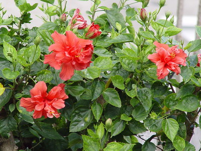 Rosa История и описание на цветето - Цветя Енциклопедия