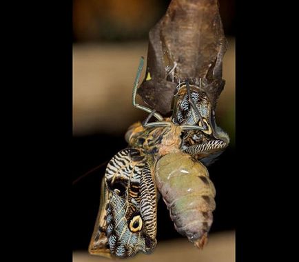 Раждането на една пеперуда от пашкул