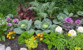 Ръж за ползите и вредите от градината, когато за насаждане, как да засадят зелен тор (тор)