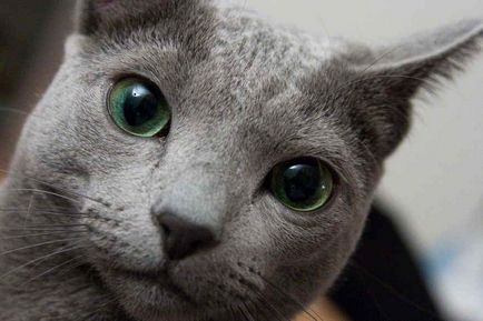 Руска синя котка снимка, за породата, характер, здраве