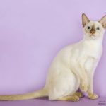 Руска синя котка снимка, за породата, характер, здраве