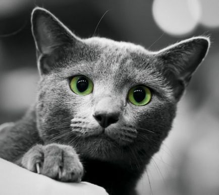 Руска синя котка снимка, цената, на характера на породата, описание, видео
