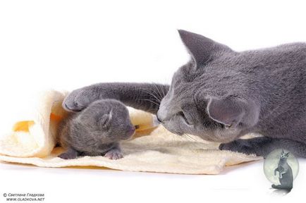 Руска синя котка снимка, цената, на характера на породата, описание, видео