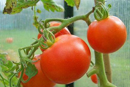 Garden градина домати градина расте!