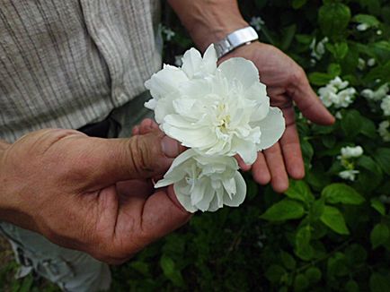 Jasmine Garden разполага засаждане, грижи, как да се пресаждат на растение, фото и видео