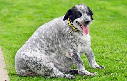 Дебелата куче в света, тежи 58 кг - faktrum