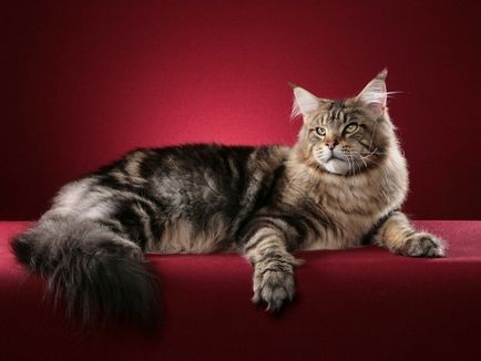 Повечето привързан породи котки рейтинг на най-популярните 10
