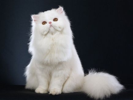 Повечето привързан породи котки рейтинг на най-популярните 10