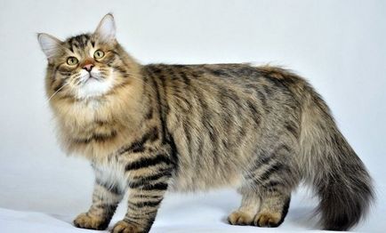 Най-пухкава котка в света (най-добре 5 вида), на върха на световната ранглиста