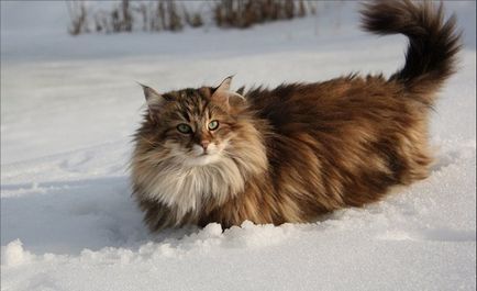 Най-пухкава котка в света (най-добре 5 вида), на върха на световната ранглиста
