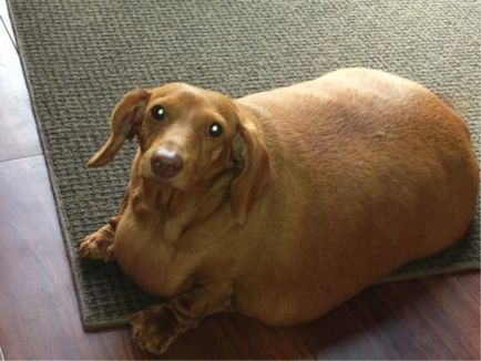 Дебелата куче в света - 15 снимки и обяснения
