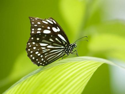 Най-невероятни факти за пеперуди