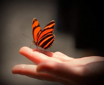 Най-невероятни факти за пеперуди