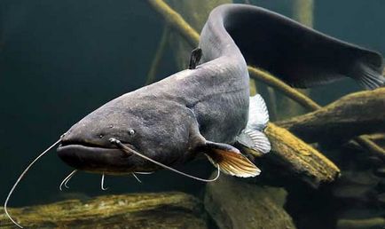 Най-големите сом и други факти за тази риба (снимка)