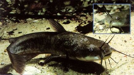 Най-големите сом и други факти за тази риба (снимка)