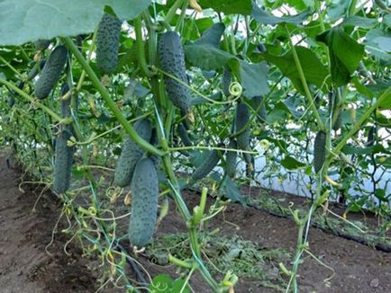 Краставица семена най-добрите сортове за оранжерии
