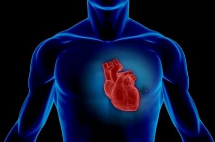 Сърцето - това е какво е сърцето на човек
