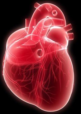 Сърцето - това е какво е сърцето на човек