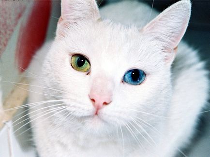 Грей котка явление и генетична особеност