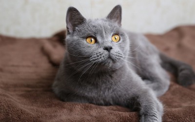 Грей котка в къщата за признаци на сивите котки