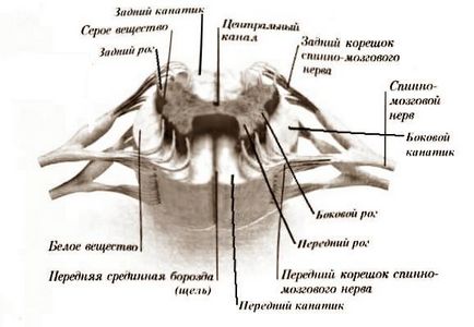 Gray и бялото вещество на гръбначния мозък