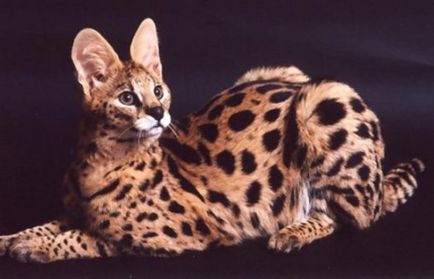 Serval котка снимка, цената, на характера на породата, описание, видео