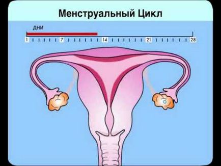 Шийката на матката преди менструация при допир, изглежда и какво трябва да бъде