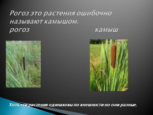 Shumel папур (шум) прошумоля тръстиките