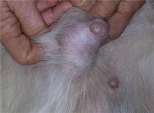 Симптомите на рак на гърдата при котки и кучета (фото и видео материали)