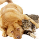 Симптомите на рак на гърдата при котки и кучета (фото и видео материали)