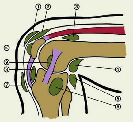 Синовиалната течност в колянната става лечение, симптомите и причините