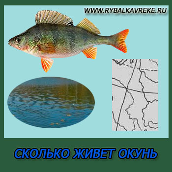 Колко живота костур - какво да се яде, която има цвят (както живота групер) Колко живота костур - какво да се яде, което е цвят