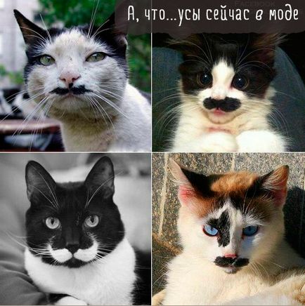 Смешни котки снимки