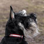 Миниатюрен шнауцер куче (50 снимки) бели джуджета, цвят черен пипер и сол, какви размери шнауцер,