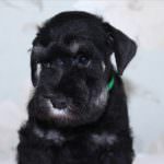 Миниатюрен шнауцер куче (50 снимки) бели джуджета, цвят черен пипер и сол, какви размери шнауцер,