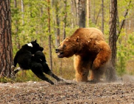 Куче на лов за мечки