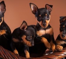 Куче мини пинчер (мини пинчер) се размножават описание, снимки, цената на кученцата, прегледи