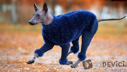 Куче Xoloitzcuintle снимки, цена, описание на характеристиките на породата