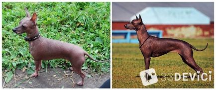 Куче Xoloitzcuintle снимки, цена, описание на характеристиките на породата