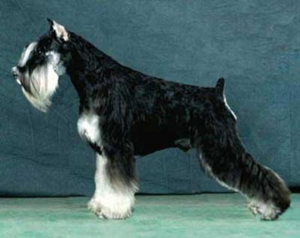 Миниатюрен шнауцер куче порода стандартно описание на външния вид и характер прегледи на собствениците на кучета