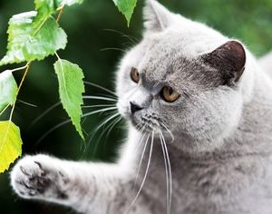 Съдържанието на британските котки, отколкото да се хранят коте и една котка, как да изглежда, когато да кастрира
