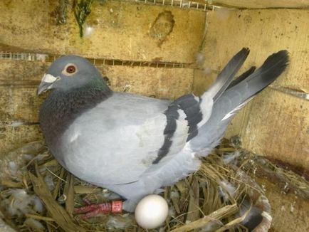 Съдържание, размножаване и хранене на гълъбите